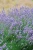 Lavender Seal