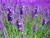 Buy Lavandula angustifolia 'Compact' Lavender Compact| Herb Plant for Sale in 1 litre Pot