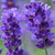 Lavandula angustifolia 'BeeZee Dark Blue' (Lavender 'Kerbeedark'PBR') Herb Plant