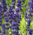 Lavandula angustifolia 'Havana' (Lavender 'Havana') Herb Plant