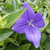 Buy Platycodon grandiflorus(Balloon Flower) | Herb Plant for Sale in 1 Litre Pot Buy Platycodon grandiflorus(Balloon Flower) | Herb Plant for Sale in 1 Litre Pot