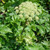 Buy Angelica Archangelic 'Angelica Archangel' | Buy Herb Seeds Online Buy Angelica Archangelic 'Angelica Archangel' | Buy Herb Seeds Online