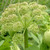 Buy Angelica sylvestris 'Ebony' Angelica Ebony | Herb Plant for Sale in 1 Litre Pot Buy Angelica sylvestris 'Ebony' Angelica Ebony | Herb Plant for Sale in 1 Litre Pot
