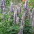 Buy Agastache foeniculum Anise Hyssop | Herb Plant for Sale in 1 Litre Pot Buy Agastache foeniculum Anise Hyssop | Herb Plant for Sale in 1 Litre Pot