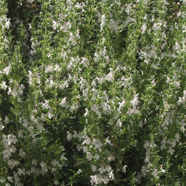 Satureja montana 'Savory Winter' Buy Herb Plants