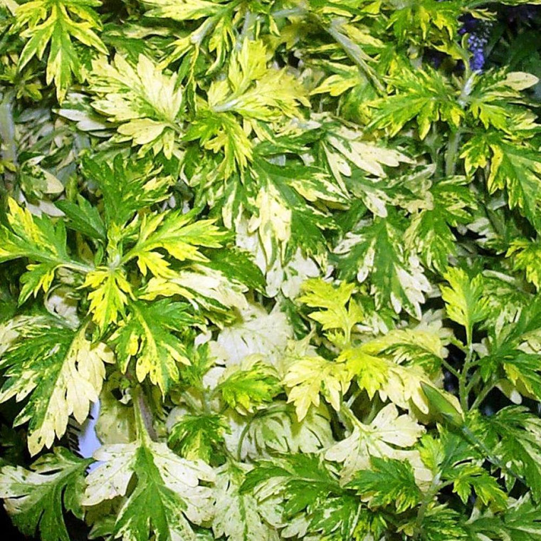 Buy Artemisia Limelight | Buy Herb Plant Online in 1 Litre Pot