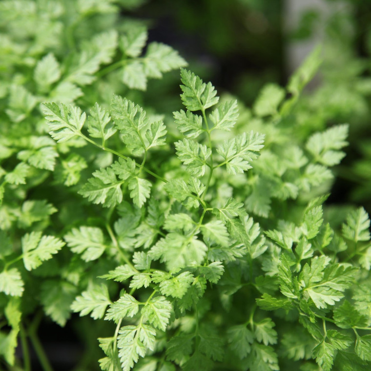 Buy Anthriscus cerefolium 'Chervil' | Buy Herb Plant Online in 9cm Pot