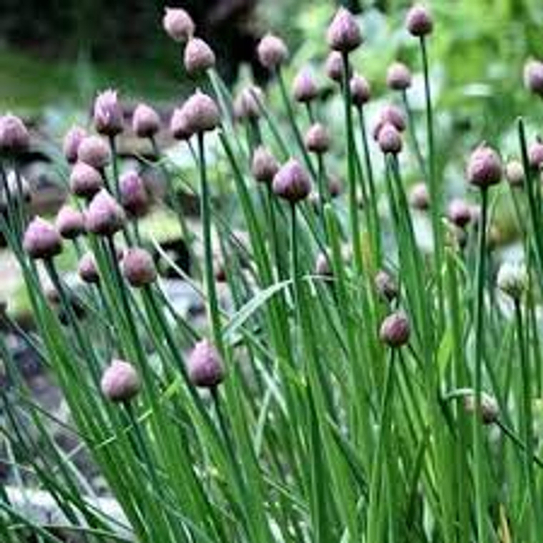 Chive Plants