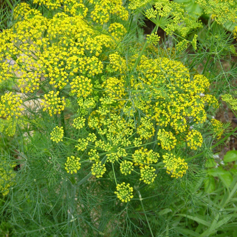 Buy Dill Online graveolens Buy Herb Plants