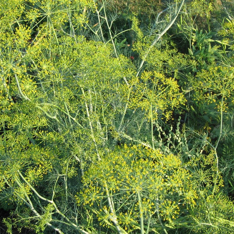 Buy Anethum graveolens 'Dukat' Dill | Buy Herb Seeds Online