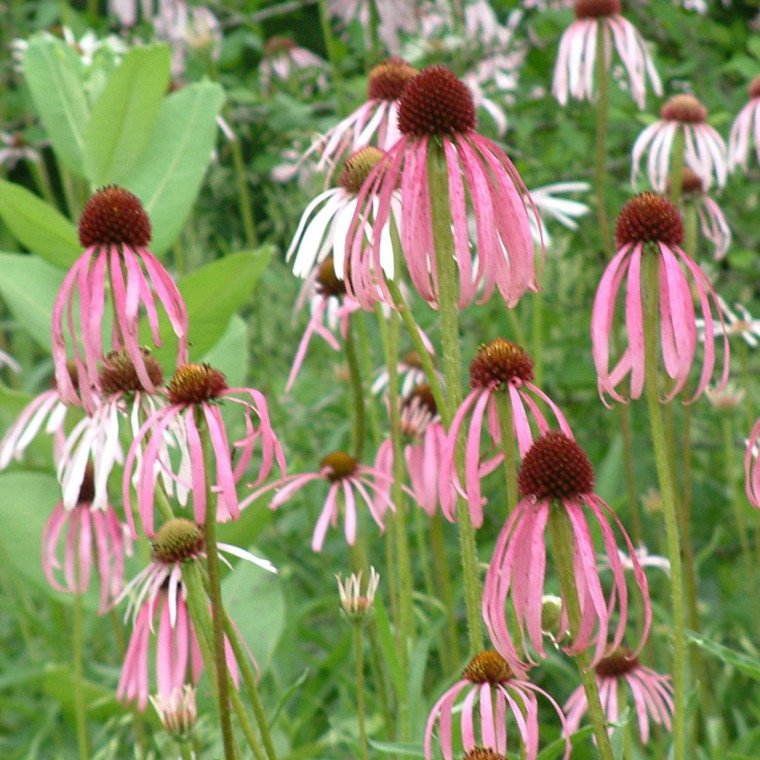 Buy Echinacea pallida | Buy Herb Plant Online in 1 Litre Pot