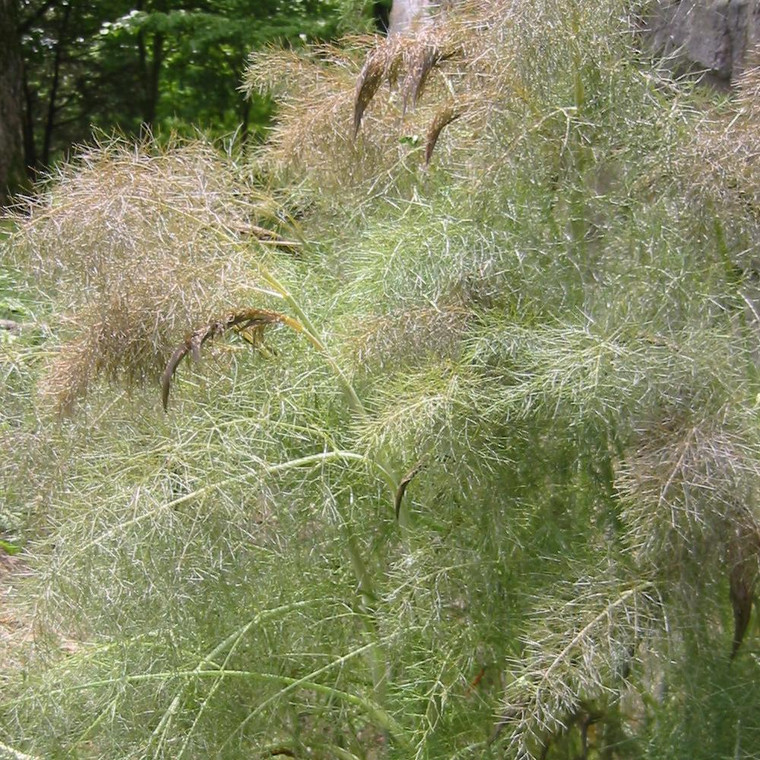 Buy Foeniculum vulgare 'Purpureum' Fennel Bronze | Potted Herb Plant | Hooksgreen Herbs