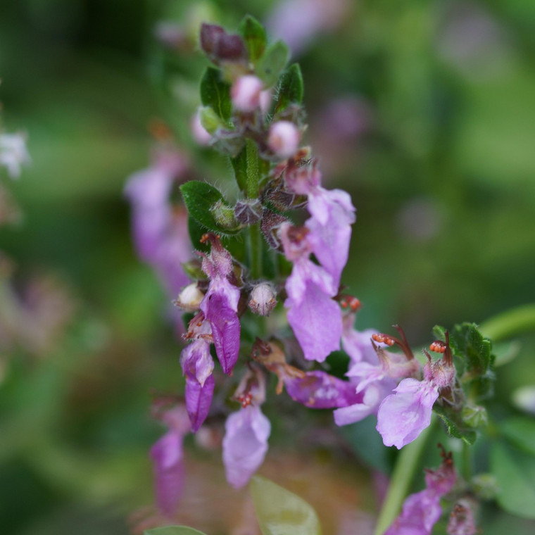 Buy Teucrium chamaedrys 'Germander Wall' Wall Germander | Buy Herb Plant Online in 1 Litre Pot