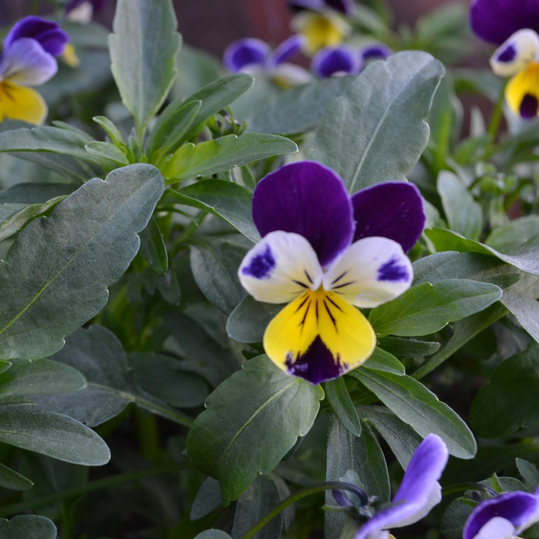 Buy Viola tricolor Heartsease | Herb Plant for Sale in 9cm Pot