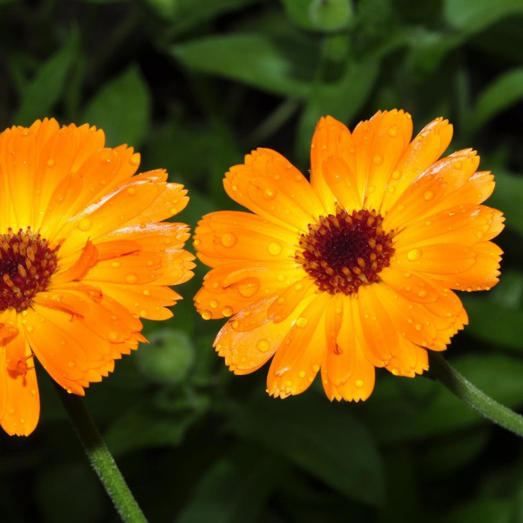 Buy Calendula officinalis Marigold Pot | Buy Herb Seeds Online