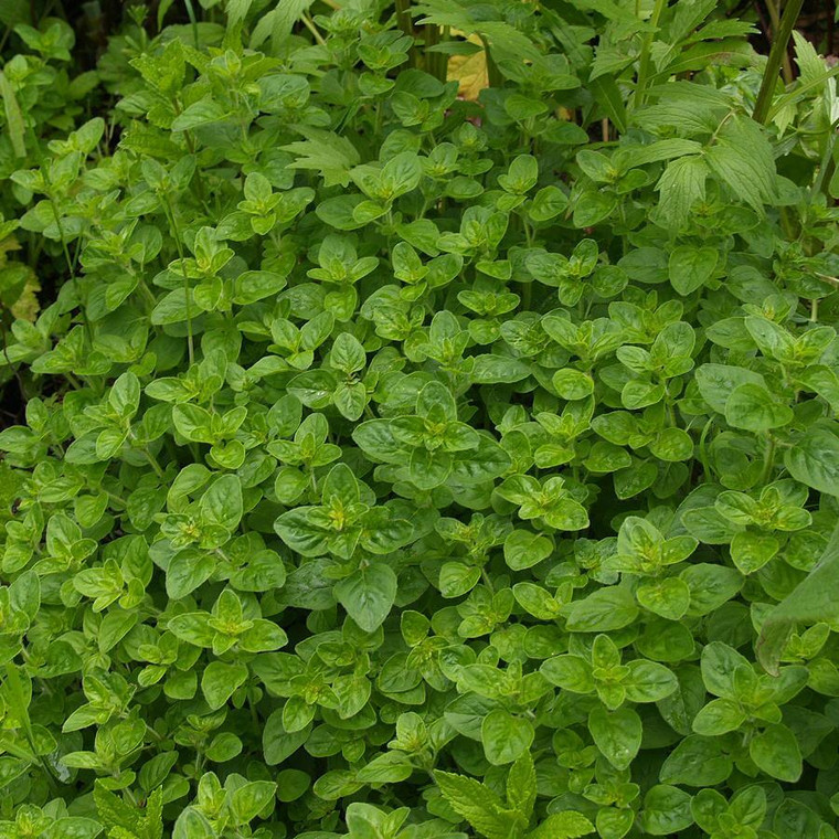 Buy Origanum onites Compact Marjoram | Herb Plant for Sale in 9cm Pot