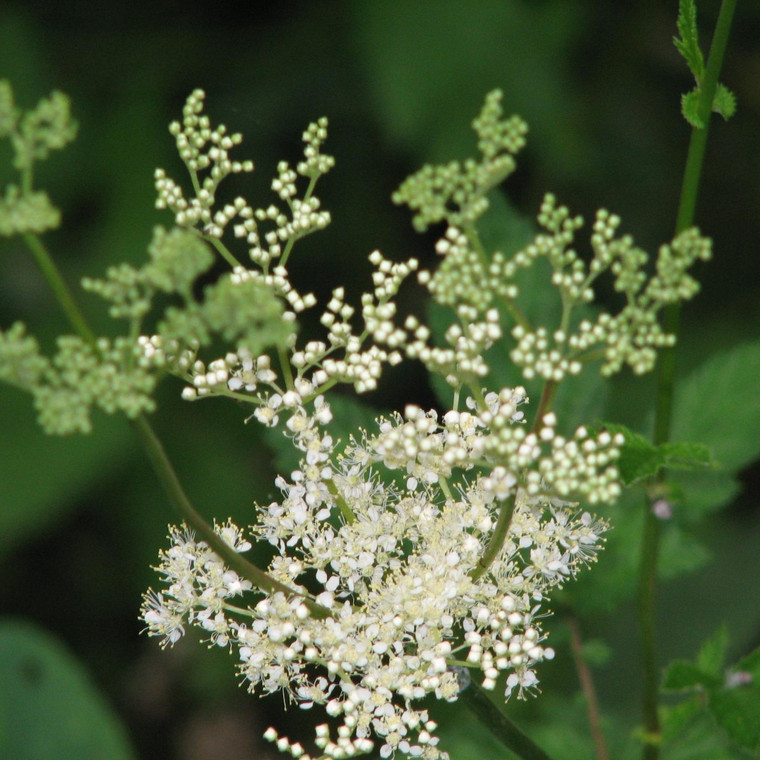 Buy Filipendula ulmaria Meadowsweet | Potted Herb Plant | Hooksgreen Herbs