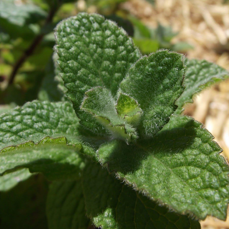 Buy Mentha suaveolens, Bowles applemint | Buy Herb Plant Online in 9cm Pot