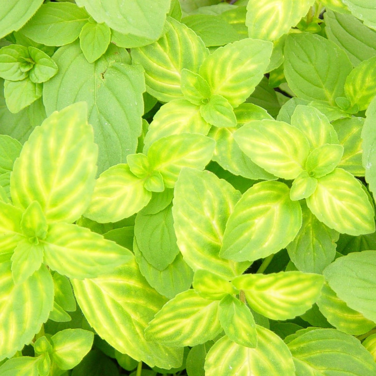 Buy Mentha x gracilis 'Variegata', Ginger Mint | Herb Plant for Sale in 9cm Pot