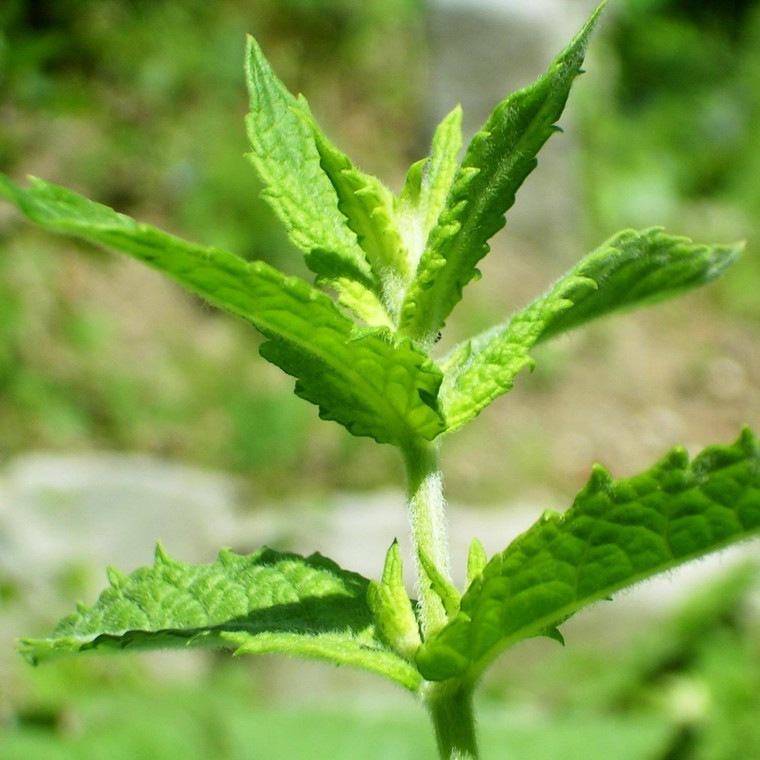Buy Mentha spicata, Granny's Original Mint | Herb Plant for Sale in 9cm Pot