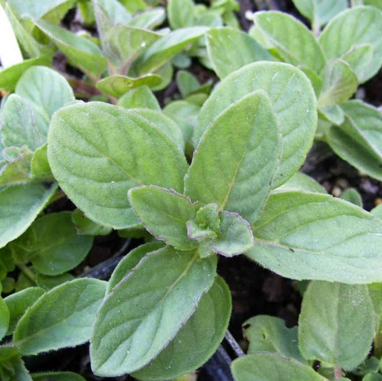 Buy Mentha x piperita f. citrata 'Lemon', Lemon Mint | Herb Plant for Sale in 9cm Pot