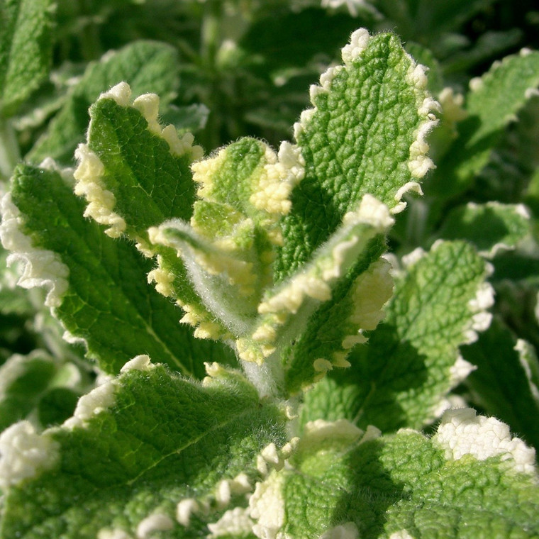 Buy Mentha suaveolens 'Pineapple', Pineapple Mint | Buy Herb Plant Online in 9cm Pot