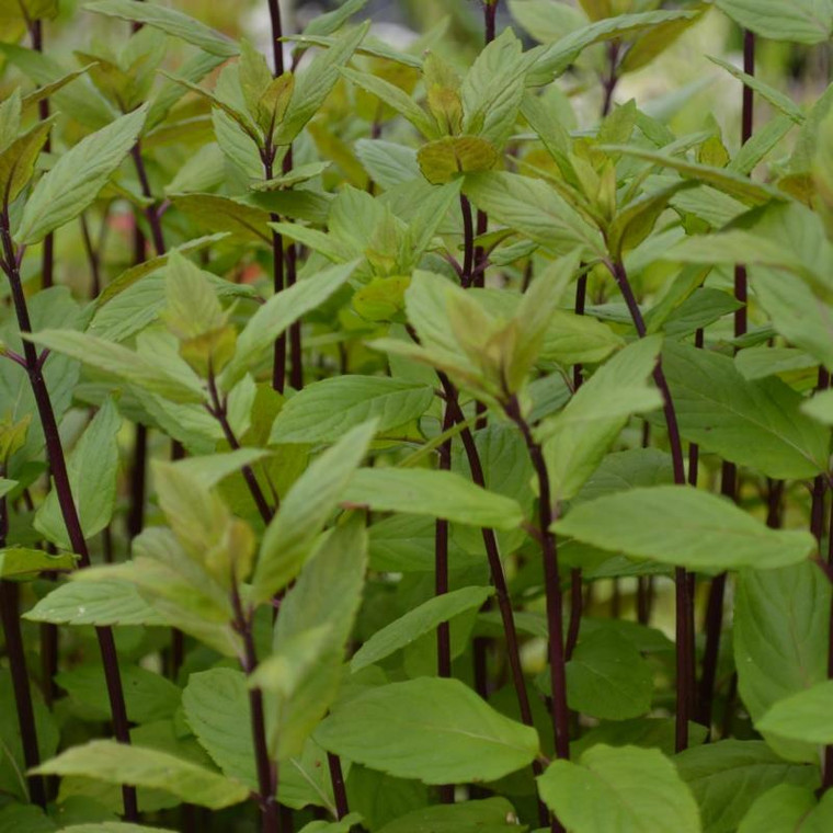 Buy Mentha x smithiana syn. M. rubra, Red Mint | Herb Plant for Sale in 9cm Pot