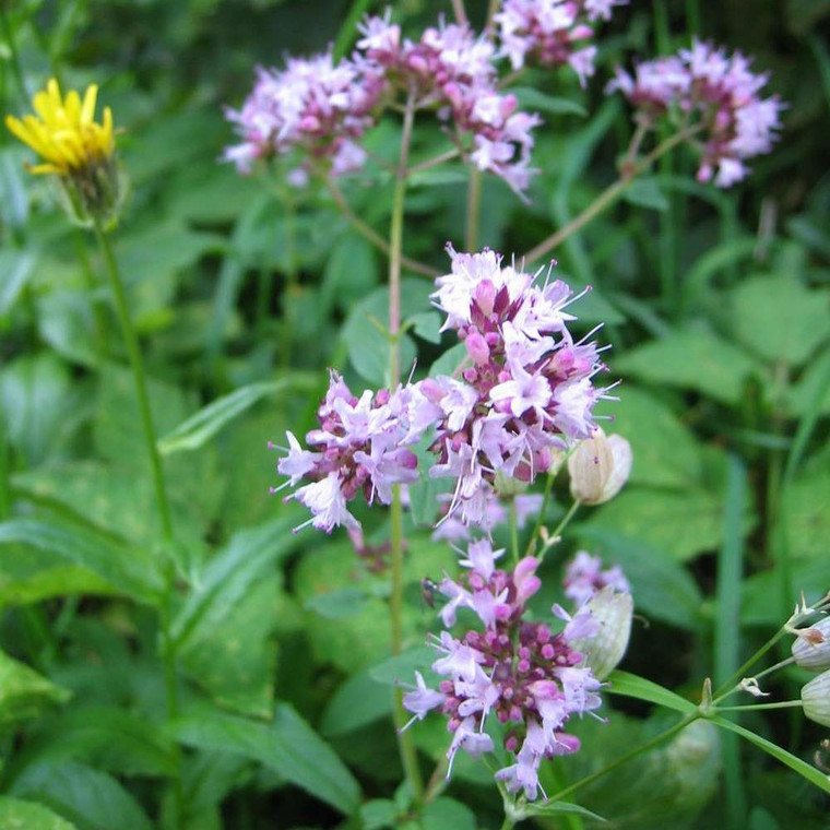 Buy  Oregano (Origanum vulgare) | Potted Herb Plant | Hooksgreen Herbs