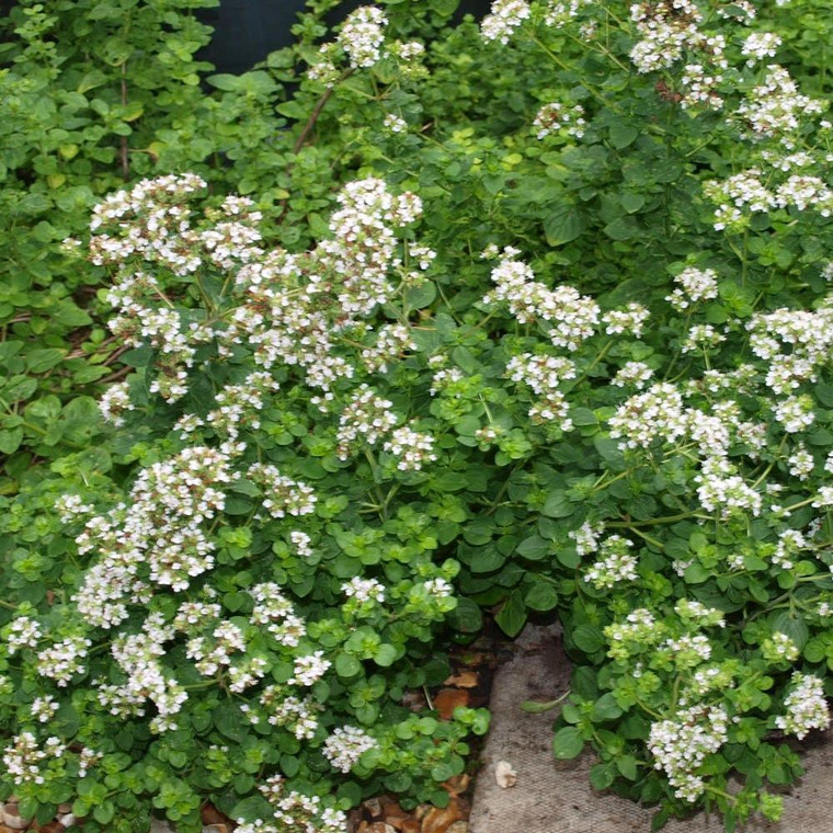 Oreganum Vulgare 'White Charm' Oregano Buy Herb Plants