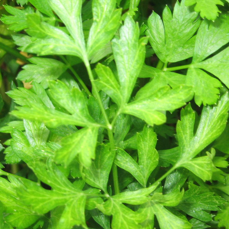 Buy Flat Leaf Parsley | Petroselinum crispum | Buy Herb Plants Online