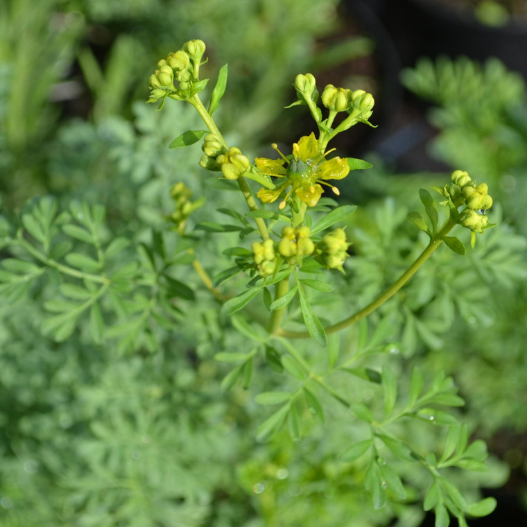 Buy Ruta graveolens 'Rue' | Buy Herb Plant Online in 1 Litre Pot