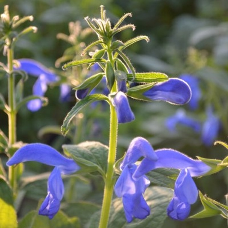 Buy Salvia patens 'Patio Dark Blue' Sage Oxford Blue | Herb Plant for Sale in 1 Litre Pot