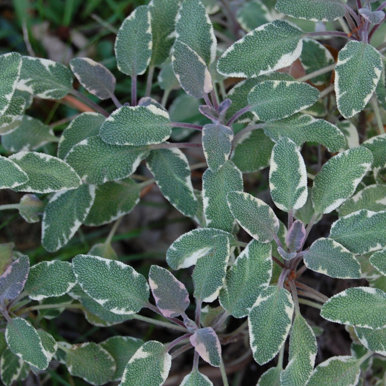 Buy Salvia officinalis 'Tricolor' Sage Tricolor | Herb Plant for Sale in 9cm Pot