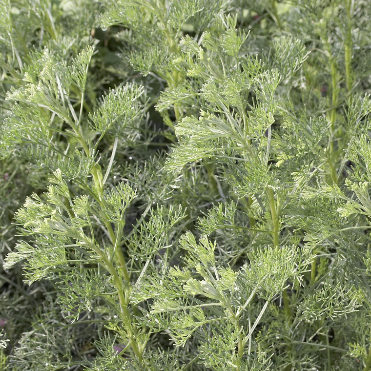 Buy Artemisia abrotanum 'Southernwood' | Herb Plant for Sale in 1 Litre Pot