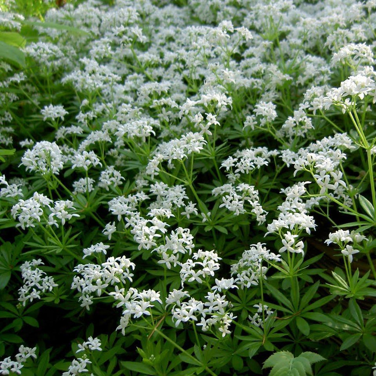 Buy Galium odoratum 'Sweet Woodruff' | Herb Plant for Sale in 9cm Pot