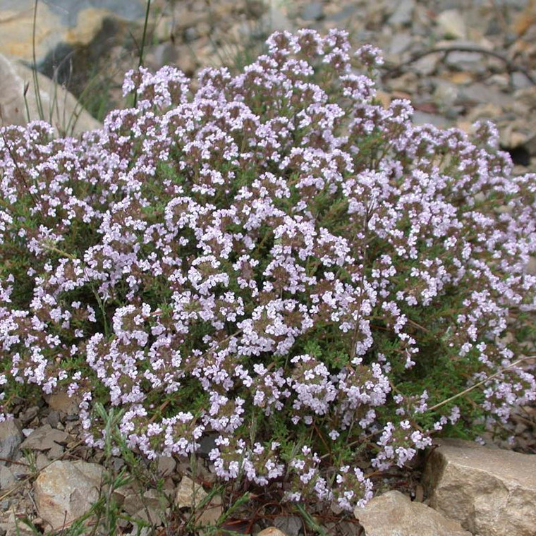 Buy Common Thyme Online Thymus vulgaris Buy Herb Plants