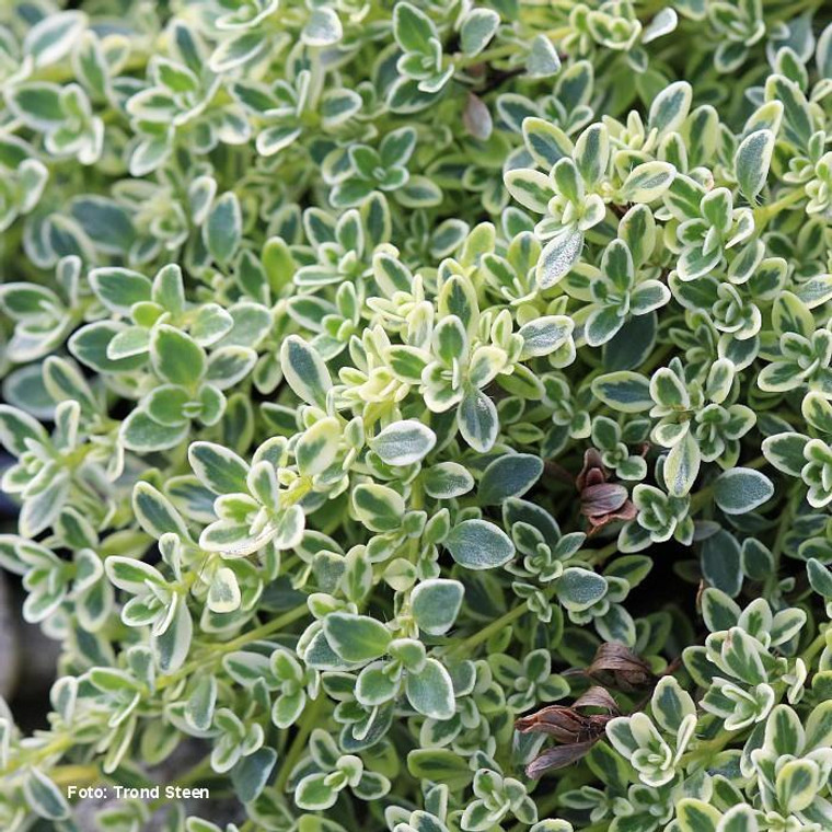 Buy Thymus 'Hartington Silver' Thyme Hartington Silver | Herb Plant for Sale in 9cm Pot