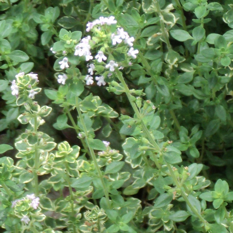 lemon thyme plant