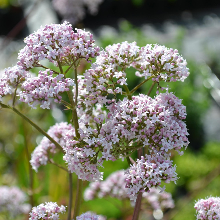 Buy Valeriana officinalis Valerian | Herb Plant for Sale in 1 Litre Pot