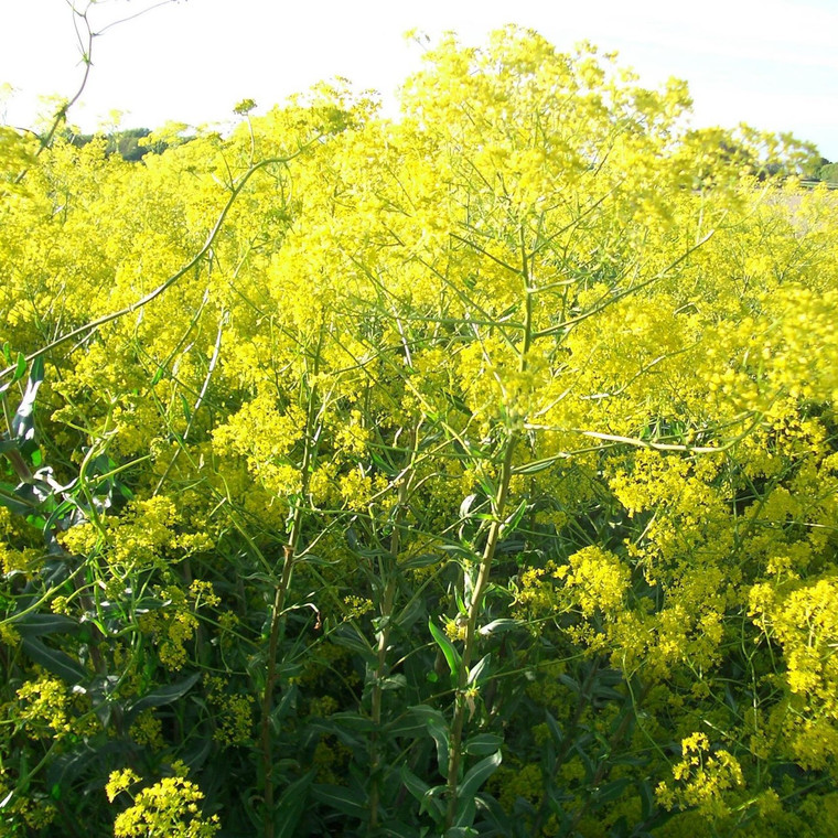 Buy Isatis tinctoria 'Woad' | Herb Plant for Sale in 1 Litre Pot