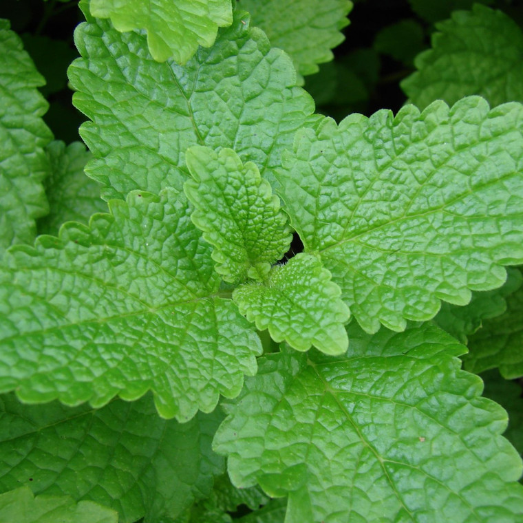 Melissa officinalis Lemon Balm Buy Herb Plants