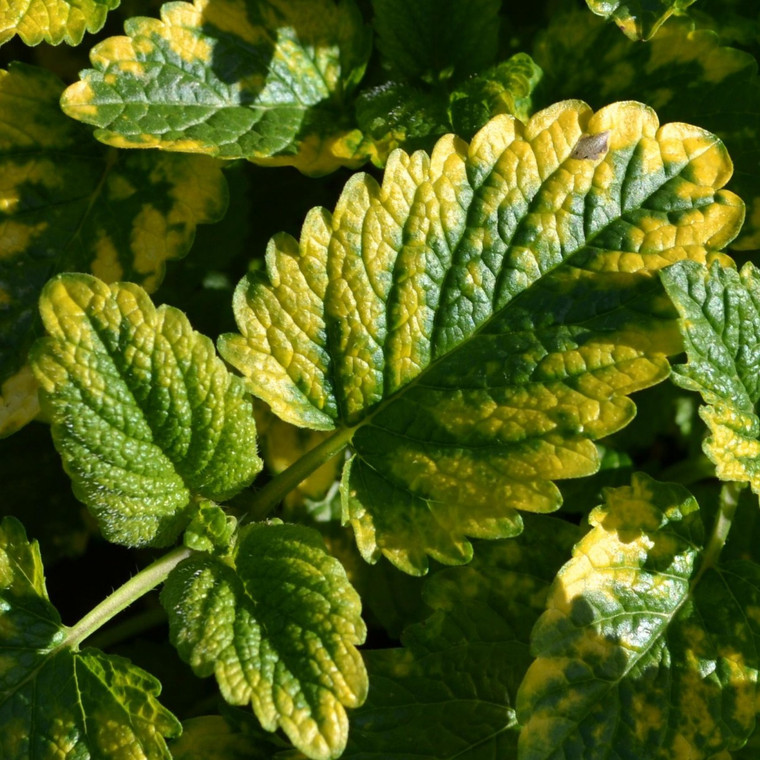 Buy Melissa officinalis 'Aurea' Lemon Balm, Variegated | Buy Herb Plant Online in 9cm Pot