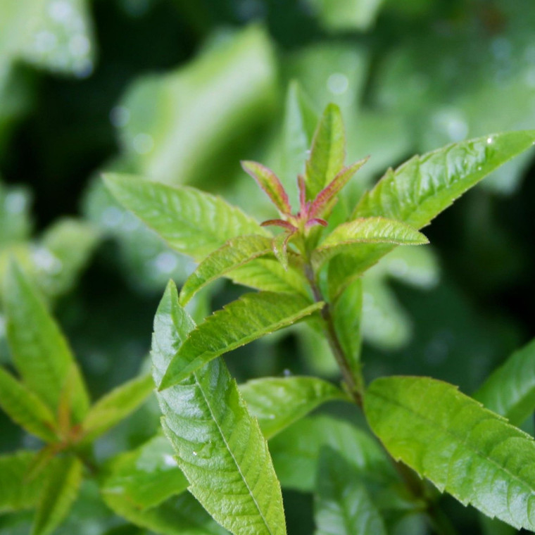 Buy Aloysia citrodora (Lemon Verbena) | Buy Herb Plants Online in 1 Litre Pot