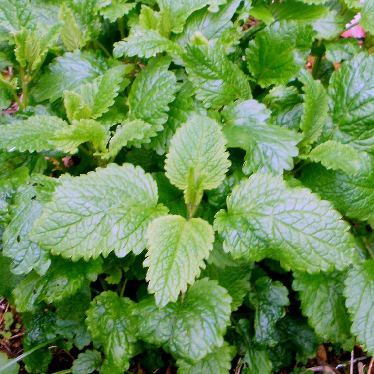 Buy Melissa officinalis 'Lime Balm Lime Balm | Herb Plant for Sale in 1 Litre Pot