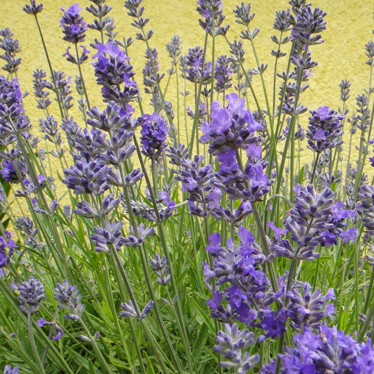 Buy Lavandula angustifolia 'Lady' Lavender Lady | Herb Plant for Sale in 9cm Pot