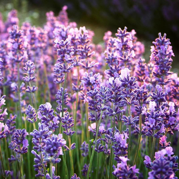 Buy Lavandula x intermedia 'Lullingstone Castle' Lavender Lullingstone Castle | Herb Plant for Sale in 9cm Pot
