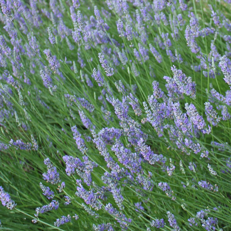 Buy Lavandula angustofolia 'Princess Blue Lavender Princess Blue | Herb Plant for Sale in 9cm Pot