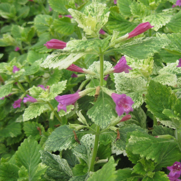 Buy Calamintha grandiflora 'Variegata' Calamint Variegated | Herb Plant for Sale in 1 Litre Pot