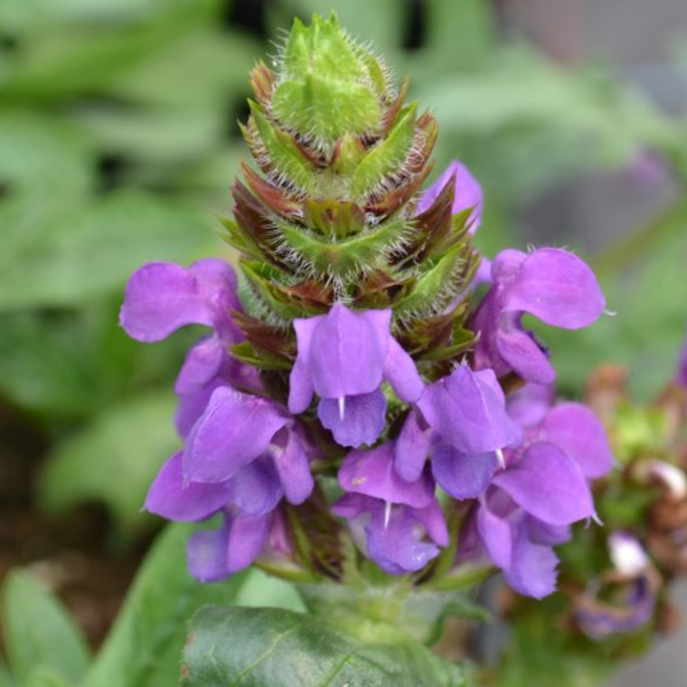 Buy Prunella vulgaris 'selfheal' Selfheal Blue Pearl | Herb Plant for Sale in 1 Litre Pot