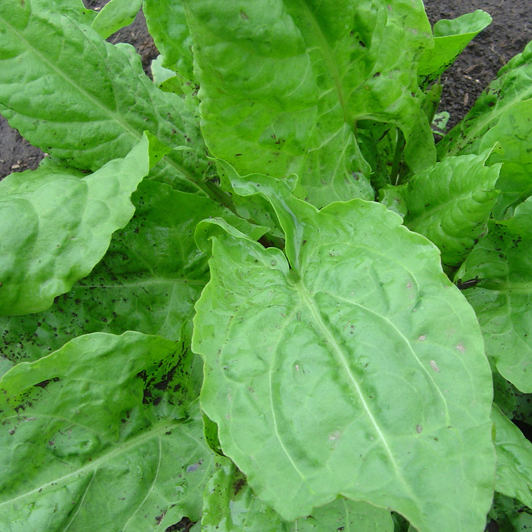 Buy Rumex acetosa Sorrel French | Herb Seeds for Sale